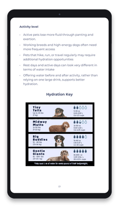 Everyday Guide to Pet Hydration - Vet-Informed Digital Guide