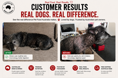 Insect Protein Dog Food